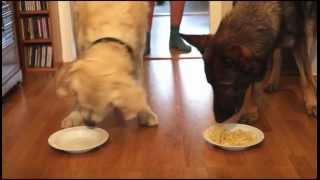 Spaghetti Eating Competition Golden Retriever vs German Shepherd [upl. by Hardigg]