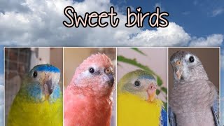 The amazing sounds of Bourke parakeets [upl. by Acilejna]