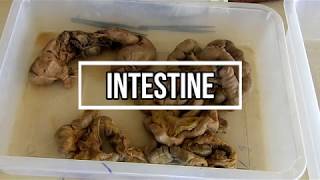 Intestines  small and large gross anatomy [upl. by Noek]