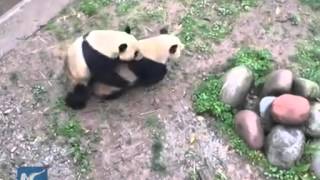 How giant pandas overcome difficulties to mate [upl. by Laban657]