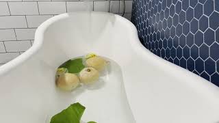 Bathtub Filling ASMR  Low Pressure Water with Floating Summer Squashes 3 Hour Loop [upl. by Kloster753]