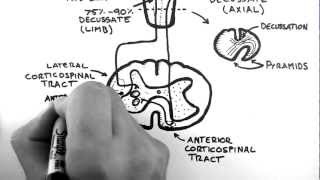 Spinal Pathways 4  Corticospinal Tract [upl. by Nikolos116]