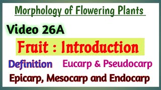 Fruits Introduction  Introduction to Fruit  Morphology of Flowering Plants  Parts of Fruit [upl. by Mount]