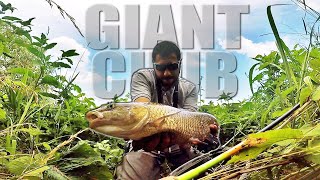 GIANT CHUB  A caccia del Cavedano Gigante  pesca spinning ultralight in fiume [upl. by Ayidan]