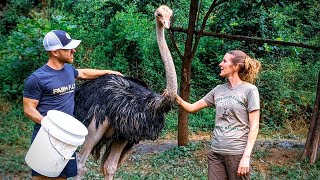 Couple raises OSTRICHES on their mountain homestead [upl. by Yorker]