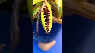 My Venus Flytrap is Still Learning [upl. by Fredkin]