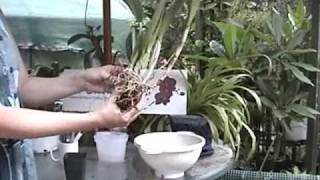 Cattleya Repotting  Orchid Care  From rePotmecom [upl. by Eide822]