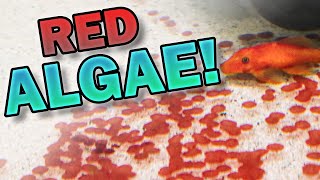 Get Rid of Coralline Red Algae in Freshwater Aquariums  How I Eliminated it from One Tank [upl. by Aver]