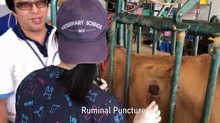 Trocarization  Step by Step Ruminant medicine class [upl. by Macegan]