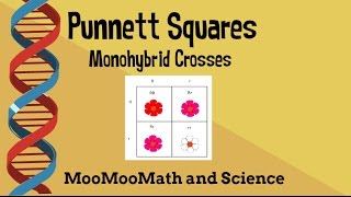 Punnett square example problemsmonohybrid cross [upl. by Kroll849]