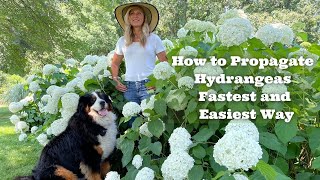 How to Propagate Hydrangeas  Fastest and Easiest Way [upl. by Eimia]