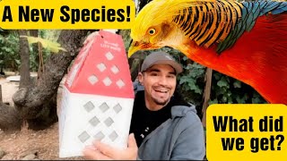 Check out this rare pheasant species [upl. by Irrok]