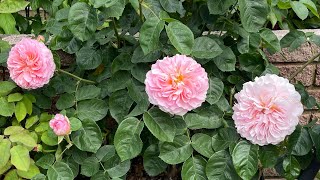 Eustacia Vye Blooming In Our David Austin Roses UK Garden with Relaxing Music Shorts [upl. by Scrogan]