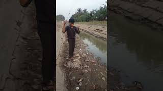 ALHAMDULILLAH DAPAT IKAN SAPU SAPU shorts ikansapusapu mancingikan [upl. by Aitram756]