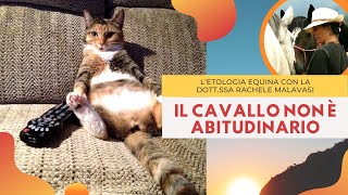 Il cavallo NON è un animale abitudinario  Equindi Parliamone  Etologia Equina con R Malavasi [upl. by Aisat790]