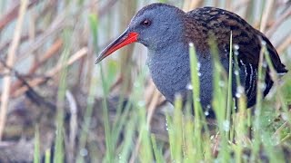 Water Rail birds in summer [upl. by Aifos]