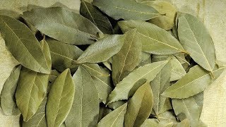 17 Best Benefits Of Bay Leaf Tej Patta For Skin Hair And Health [upl. by Bartolomeo]