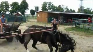 Horse abuse in Poland how definitely NOT to teach a horse to be driven [upl. by Eppesiug]