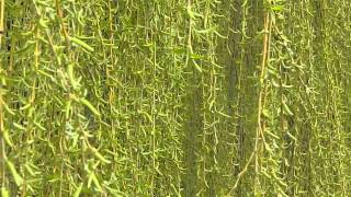 Salix babylonica Pendula [upl. by Skier]