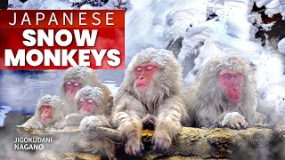 Japanese Snow Monkey Hot Spring Experience  Nagano ★ ONLY in JAPAN [upl. by Annohsak780]