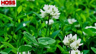 Which Clover Variety Should You Plant This Fall [upl. by Etteluap]