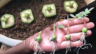 How to grow red roses from flower bud  Easy way grow roses from hips [upl. by Inar]