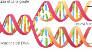 DNA struttura duplicatione e funzione [upl. by Zenger]