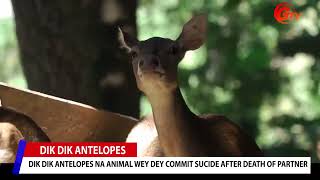 Problem as dik diK na the only animal wey fit commit suicide after death of partner [upl. by Rimidalg]