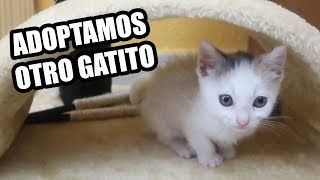 ADOPTAMOS OTRO BEBÉ GATITO CON LYNA [upl. by Atiker]