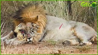 30 Pitiful Moment Of Lions Pitbulls Leopards When Injured By Sharp Porcupine Spines  Animal Fight [upl. by Bard597]