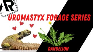 Feeding Uromastyx Wild Forage Series [upl. by Inahs]