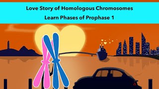 Stages of Prophase 1 of Meiosis with a visual mnemonic [upl. by Aihsekat]