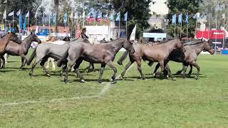 2024091401concurso de tropillas [upl. by Orsino993]