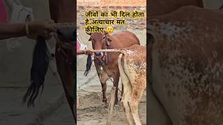 सुनहरी ने लिया बदला 😱😱 all world top video 😲 trending shorts shortvideo youtubeshorts subscribe [upl. by Laurice]