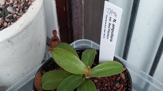 nepenthes ampullaria [upl. by Nnyladnarb115]