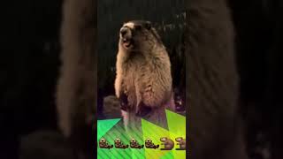 🦨 SCREAMING BEAVER MARMOT 🦦 CASTOR GRITANDO shorts short viral funny tiktok prank marmotte 🐿 [upl. by Zwick]