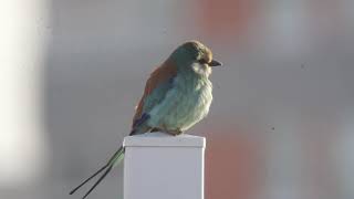 Carraca abisinia Coracias abyssinicus en Las Palmas de Gran Canaria 1222020 Vídeo 2 [upl. by Cleodell]