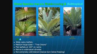 Cycads The 35 Best Cycads for Landscapes [upl. by Charpentier314]