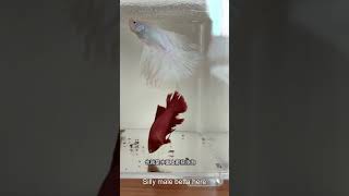 Unveiling the Secrets of Betta Fish Breeding A Splashy Love Story  pondonnet [upl. by Retsevel]