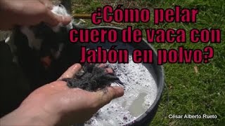 ¿Cómo pelar cuero de vaca con jabón en polvo quotEl Rincón del Sogueroquot [upl. by Leighton234]