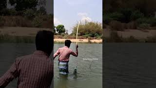 Big Mullet Fish catching using biscuit bait mulletfish fishing [upl. by Cornel]