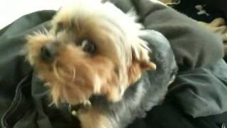 Cute Teacup Yorkie Sneeze Yorkshire Terrier [upl. by Bunde]