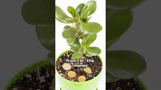 Money plant myth or money magnet shorts [upl. by Minetta214]