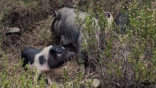 Animales del mundo  Sus scrofa domestica Cerdo doméstico [upl. by Arikahs944]