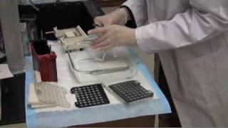 Western blot transfer [upl. by Tedra]