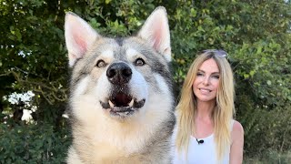 THE TIMBER DOG  DANGEROUS WOLFDOG or FLUFFY PET [upl. by La Verne]