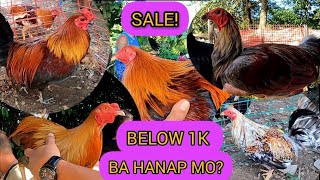 BILIHAN NG MANOK SA SAN JOSE DEL MONTE BULACAN MABABANG PRESYO LANG DITO [upl. by Sauls]