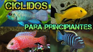 Los mejores ciclidos para principiantes Top 5 [upl. by Rye3]