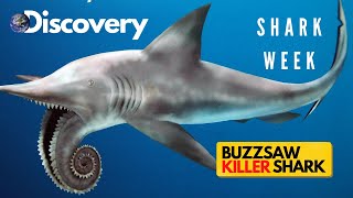 Helicoprion Shark  Ancient Predator Had a Killer Jaw  Shark Facts  Finale Discovery Shark Week [upl. by Mccandless556]