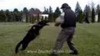 Schutzhund Protection Hold and Bark Training [upl. by Sitsuj]